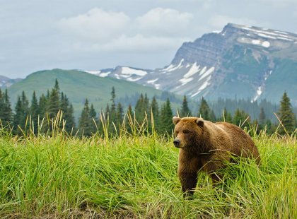 USA, Alaska bear mountains grass