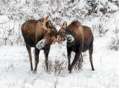 USA, Alaska, moose