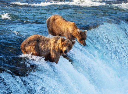 USA, Alaska, brown bear trout fishing