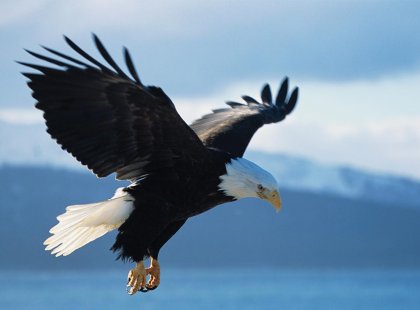 USA, Alaska, bald eagle flying