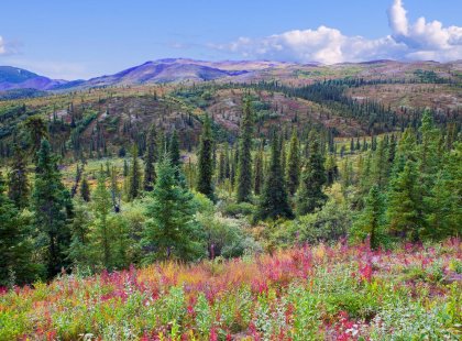 usa_alaska_denali-national-park_landscape-forest-view