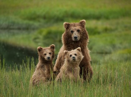 Alaska's Kenai Peninsular with Intrepid Travel - coastal bears