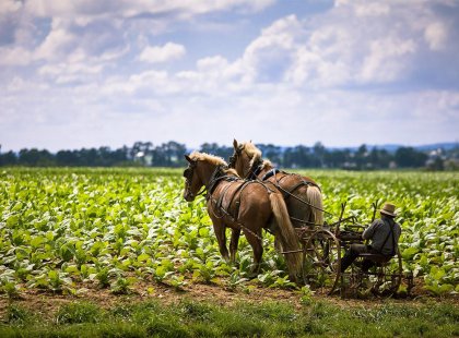 USA_Ohio_Amish-farmer