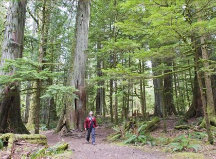 SSXV Hiker in Cathedral Grove, Canada