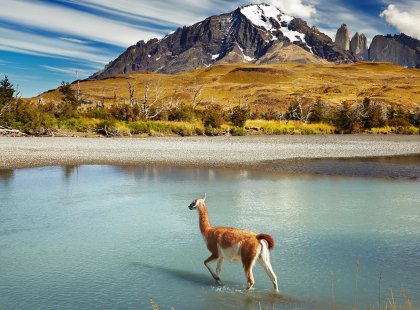 patagonia torres del paine llama