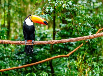 Toucan sitting on branch, Amazon Jungle, Peru