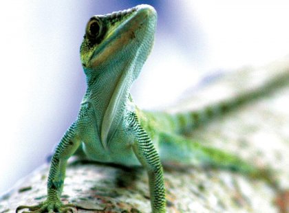 brazil pantanal lizard