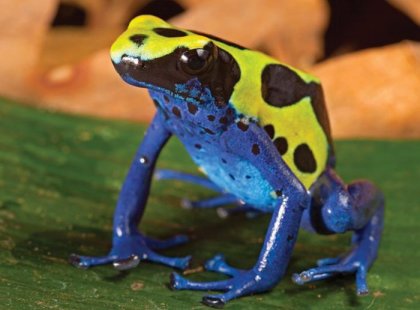 Colourful amazon frog