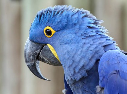 The endangered Hyacinth Macaw Parrot in Paraguay