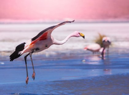 bolivia salt lake pink flamingo