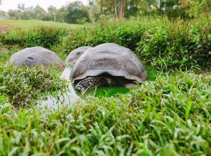 Group of giant tortoises, Galapagos Islands