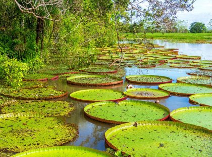 Giant lilypads in river, Amazon Jungle, Peru