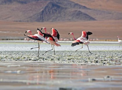 Pink flamingos, Salar de Uyuni salt flats, Bolivia