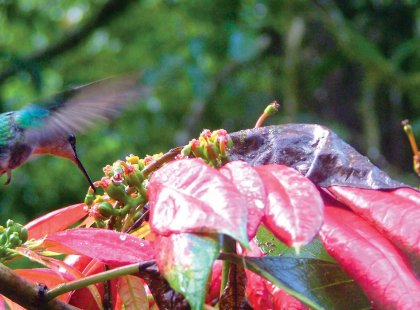 colombia sierra nevada hummingbird flower forest