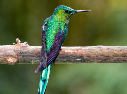 colombia hummingbird green