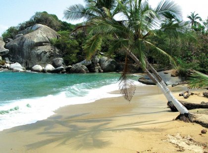 colombia tayrona natural park beach palm tree ocean
