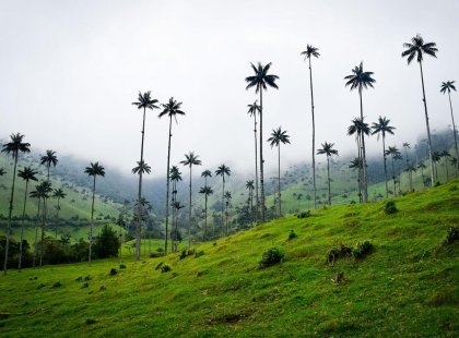 GSCH_colombia_environment_palm-trees