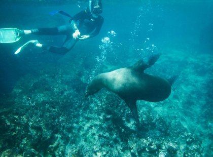Snorkelling with sea lions, Galapagos Islands