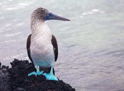 Blue footed booby looking out to sea, Galapagos Islands