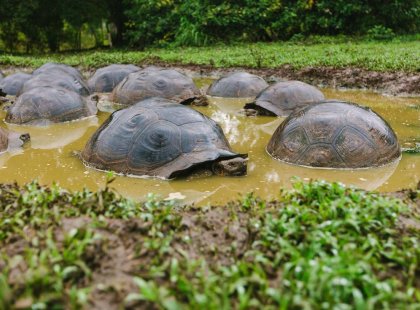 Giant Tortoises, Galapagos Islands