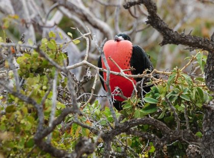 Frigate bird in tree, Galapagos Islands