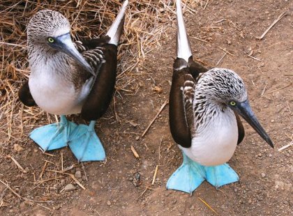 Bue footed booby