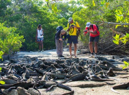 Group photographing marine iguanas, Galapagos Islands