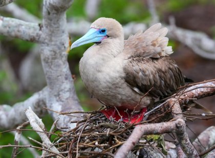 Red-footed booby chick, Galapagos Islands, Ecuador