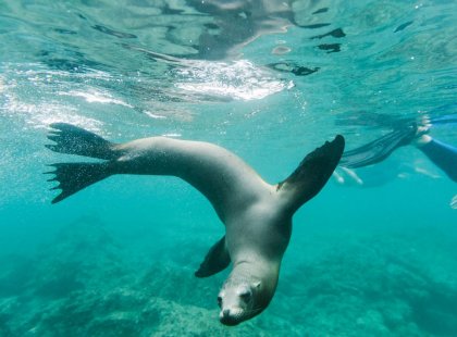 Swimming with fur seals, Galapagos Islands, Ecuador