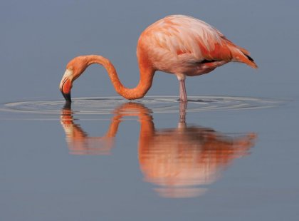 Pink flamingo, Galapagos Islands, Ecuador