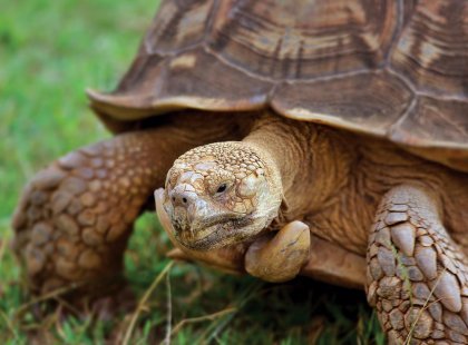 Giant tortoise, Galapagos Islands, Ecaudor