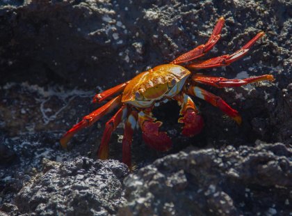 galapagos_sally-lightwfoot-crab