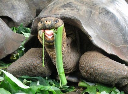 galapagos-islands_tortoise_eating