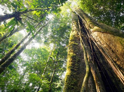 ecuador rainforest canopy tree jungle
