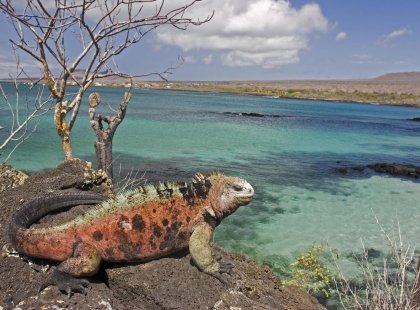 galapagos_floreana-island_iguana-rock-ocean