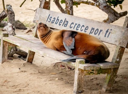 Galapagos-Isla-Isabela-sea-lion