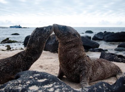 galapagos_san-cristobel_island_kissing-seals_Photo-by_Emma Goddard