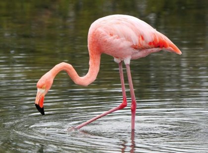 Pink flamingo, Galapagos