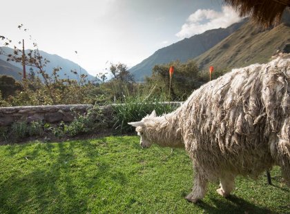 Llama grazing on grass in Ollantaytambo in Peru