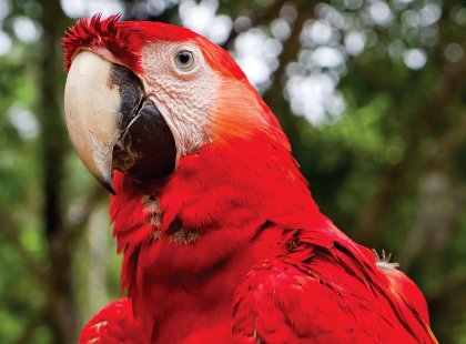 Red macaw bird, Amazon Jungle, Peru