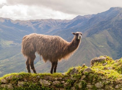 Lama at the Kuelap ruins, Peru
