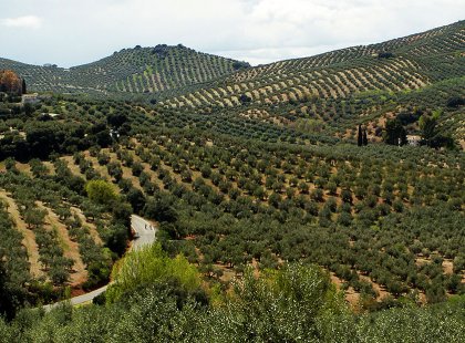 Spain produces 45% of the world’s olive oil from 60 million trees in the Andalucia region. We cycle past groves of olive trees as far as the eye can see.