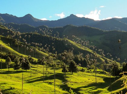A rest day adventure takes us on a beautiful hike through the Cocora Valley – home to Colombia’s endemic wax palms.