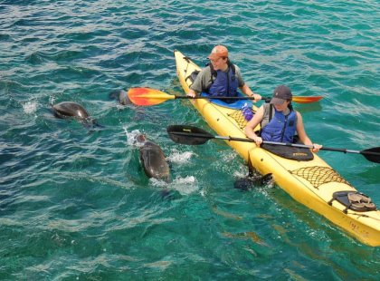 Kayak next to dolphins and other wildlife with a variety of water and land based activities.