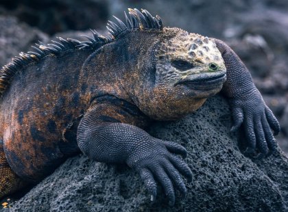 Endemic to the islands, the marine iguana is the world’s only ocean dwelling lizard.