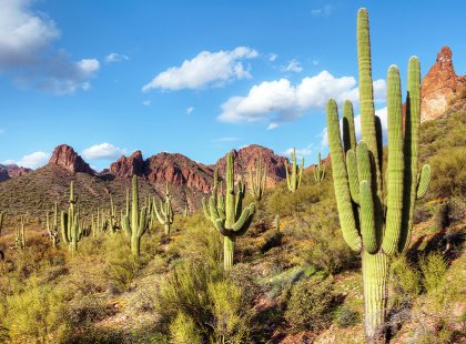 No shortage of cactus species in the Saguaro National Park system; east and west.