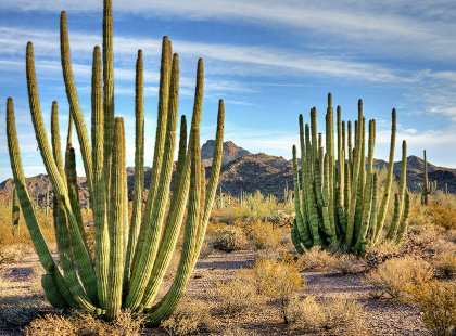 The Saguaro cactus only grows in the Sonoran Desert, but you'll also find Organ Pipe, Buckhorn, Teddy Bear, Pencil, Prickly Pear, Staghorn, Barrel...