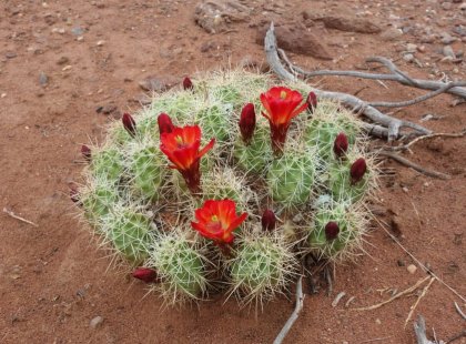 Springtime departures experience a desert landscape colorfully punctuated with blooming cactus and wildflowers.