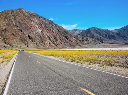 A spring mega-bloom in the Death Valley is a spectacular event.