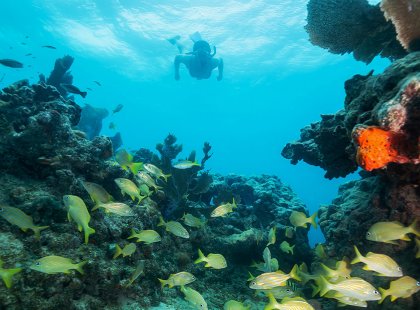 The coral reefs of John Pennekamp are home to numerous species of colorful marine life.